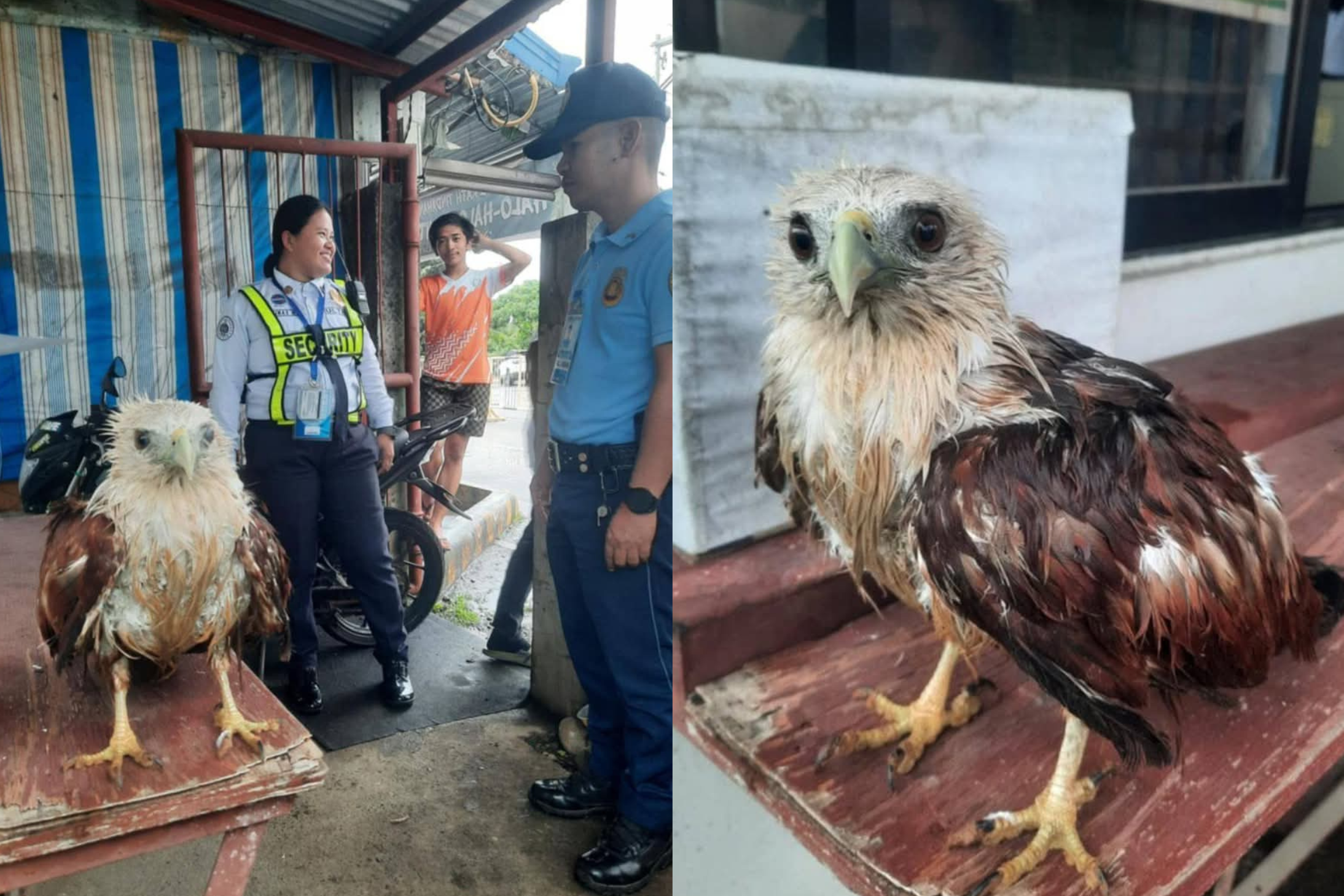 CAAP Personnel Safely Secure Eagle Spotted at Pagadian Airport