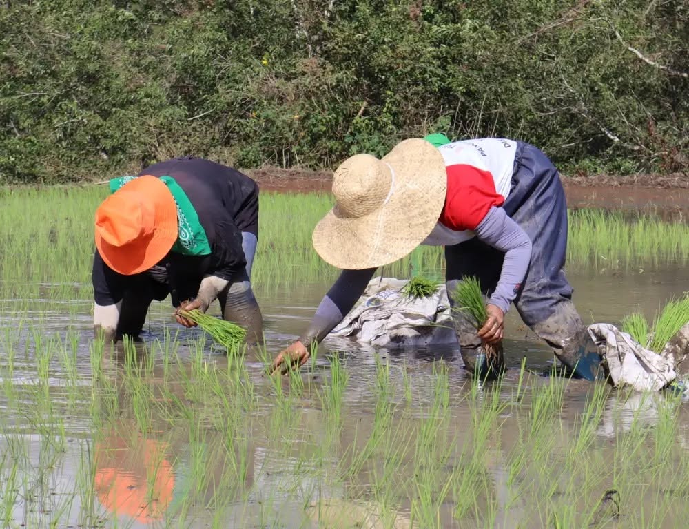 OVER 2,000 FARMERS HIT BY TROPICAL STORM VERBENA, SHEARLINE — Department of Agriculture Reports